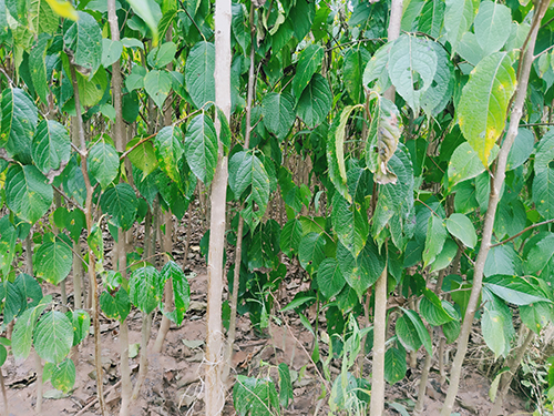 本地優(yōu)選3年苗（價(jià)格面議）