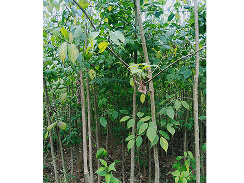 本地優(yōu)選3年苗(價(jià)格面議)