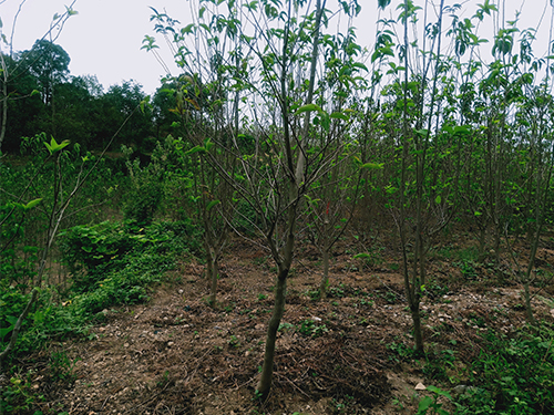 華仲8號(hào)4年苗(價(jià)格面議)