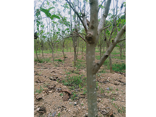 華仲8號(hào)5年苗(價(jià)格面議)