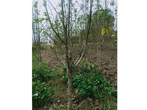 華仲8號(hào)3年苗(價(jià)格面議)