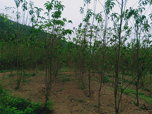 華仲十號3年苗（價格面議）