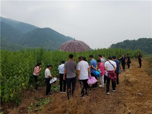 慈利縣九九農(nóng)業(yè)開(kāi)發(fā)有限公司,張家界粘木苗銷(xiāo)售,杜仲種植,苗木銷(xiāo)售 慈利縣九九農(nóng)業(yè)開(kāi)發(fā)有限公司,張家界粘木苗銷(xiāo)售,杜仲種植,苗木銷(xiāo)售