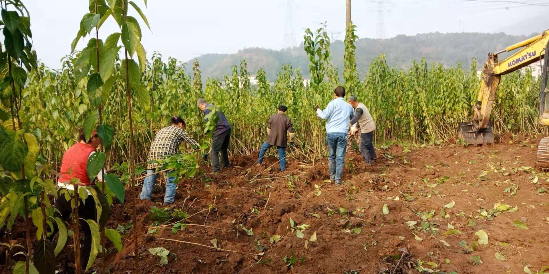 慈利縣九九農(nóng)業(yè)開(kāi)發(fā)有限公司,張家界粘木苗銷售,杜仲種植,苗木銷售